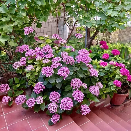 La Casa Dei Fiori A Florinas
